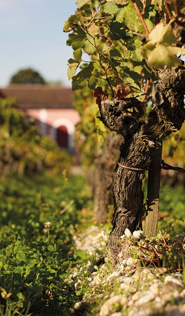 Château Lafite Rothschild: Wines & Spirits | DFS Macau SAR